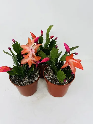 Miniatura 2 de Tres Cactus de Navidad Rojos en Flor - Maceta de 4 Pulgadas - Plantas Zygocactus