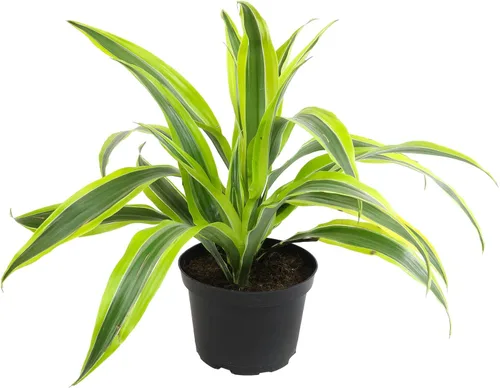 Dragon Tree - Maceta fácil de 6 pulgadas, plantas reales para decoración de sala de estar, planta de oficina, plantas de casa con poca luz, plantas