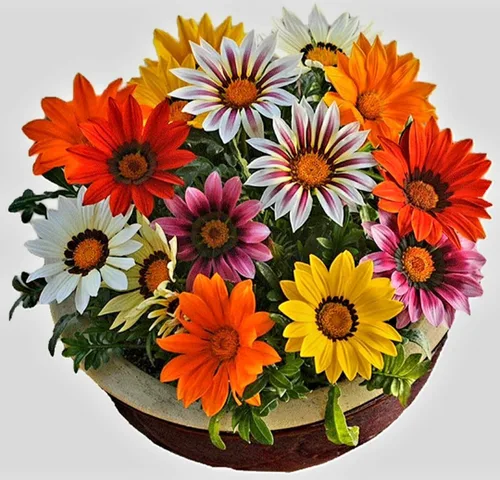 Miniatura 6 de 100 semillas de Gazania mezcla a rayas flores plantas de cobertura del suelo raras crecen fácilmente - PeavyTailor