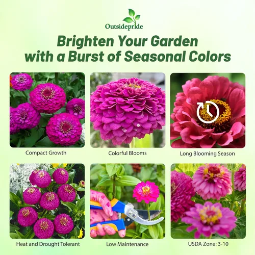 Miniatura 2 de Outsidepride - Zinnia Elegans, 2000 semillas anuales, Lilliput Purple, flores para plantar, color morado