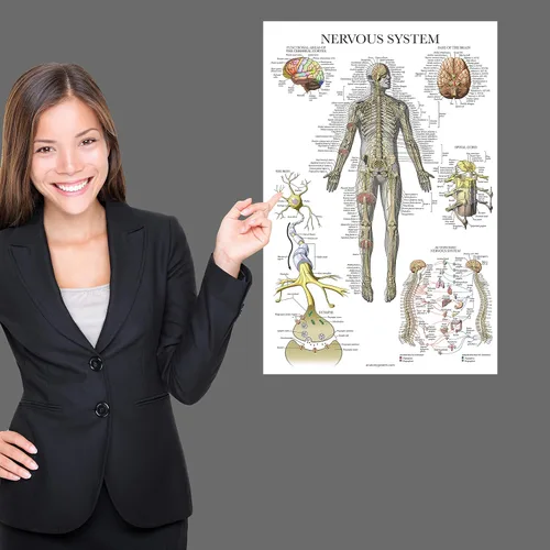 Miniatura 5 de Palace Learning Paquete de 2 pósteres de anatomía de nervios espinales y sistema nervioso, juego de 2 gráficos anatómicos, columna