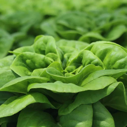 Miniatura 7 de Semillas de Lechuga (Buttercrunch) (2300 Semillas)