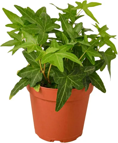 Miniatura 33 de Planta de serpiente Laurentii Sansevieria Trifasciata Planta viva para interior Diferentes plantas de interior en maceta de 4 y 6 pulgadas