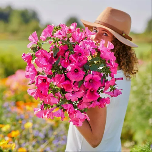 Miniatura 4 de Eden Brothers Semillas de malva rosa - Loveliness