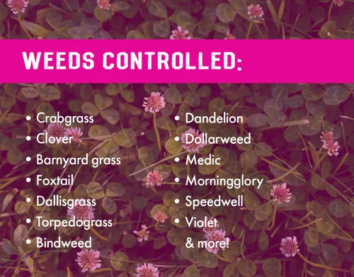 Miniatura 6 de Pro Crabgrass & Grassy Weed Killer - 18.92% Quinclorac (comparado con Drive XLR8) - Herbicida concentrado de pasto cangrejo profesional - Secado