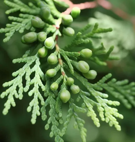 Miniatura 4 de Thuja orientalis (Oriental Arborvitae, Platycladus orientalis, Thuja acuta, Biota orientalis) Semillas de árboles, forma atractiva y follaje