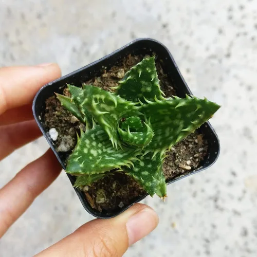 Miniatura 3 de Aloe Juvenna Tiger Tooth Aloe Suculentas (2 pulgadas) – Suculentas con poca luz de 2 pulgadas – Suculentas de interior de fácil cuidado – Planta