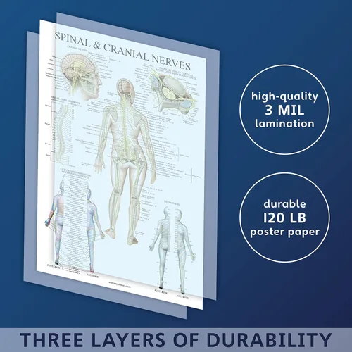 Miniatura 3 de Palace Learning Gráfico anatómico de nervios espinales - Póster de anatomía del sistema nervioso craneal y columna vertebral (con dermatomas)