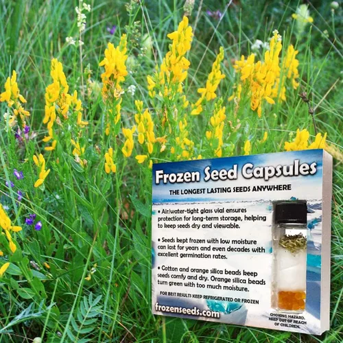 Miniatura 2 de Dyer's Broom Seeds (Genista tinctoria) Paquete de 10 Semillas