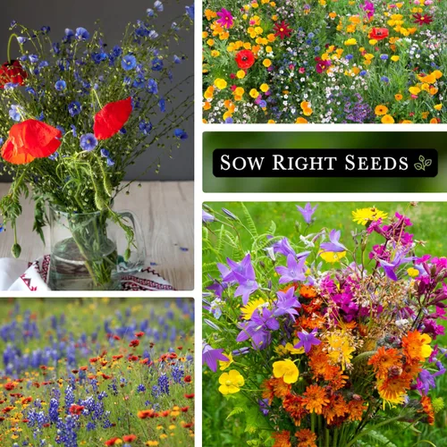 Miniatura 4 de Sow Right Seeds - Mezcla de semillas de flores silvestres para plantar en el suroeste - Variedades tradicionales sin OMG para cultivar un jardín