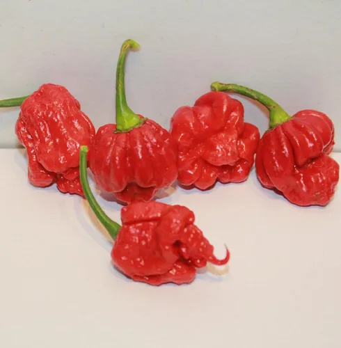 Miniatura 4 de Red Tail Scorpion Chili Peppers 10 cápsulas secas de semillas de Trinidad más 2 gratis, más picante que el pimiento fantasma
