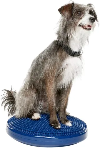 Miniatura 11 de FitPaws® Disco de equilibrio para perros, 22 pulgadas, Razzleberry Equipo de ejercicio para perros Herramienta de entrenamiento para fuerza