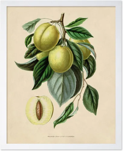 Miniatura 28 de Poster Master Póster Vintage de Plantas Cultivadas - Impresión Botánica Retro - Arte de Flores - Arte de Plantas - Regalo para Hombres y Mujeres
