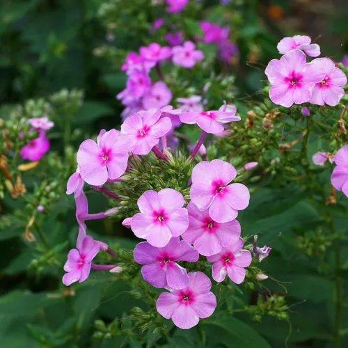 Miniatura 8 de Eden Brothers Semillas anuales Phlox - Beauty Blue