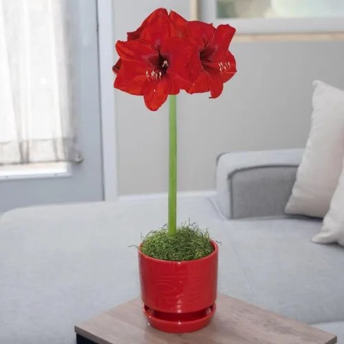Kit de bulbos de amarilis pre-maceta Chalily: León Rojo en impresionante maceta de cerámica roja rubí SIN necesidad de plantación Flores de interior