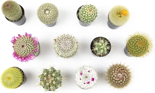 Miniatura 2 de Altman Plants, Surtido de plantas de cactus vivos (12 unidades), plantas suculentas vivas en mezcla de tierra de cactus, plantas de cactus vivas