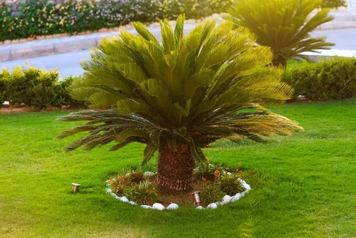 Miniatura 2 de Semillas de palma de sagú para plantar, gran planta de interior (2 semillas)