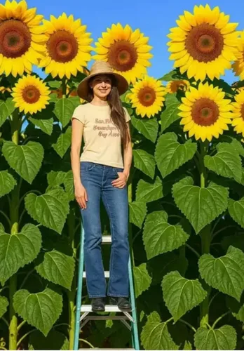 Skyscraper - Semillas de girasol – 20 semillas, variedad gigante rara – Crece de 15 a 20 pies de altura – Girasoles exóticos y altos de jardín –