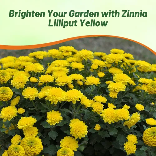 Miniatura 5 de Outsidepride - Zinnia Elegans, 1000 semillas anuales, Lilliput Yellow, flores para plantar, color amarillo
