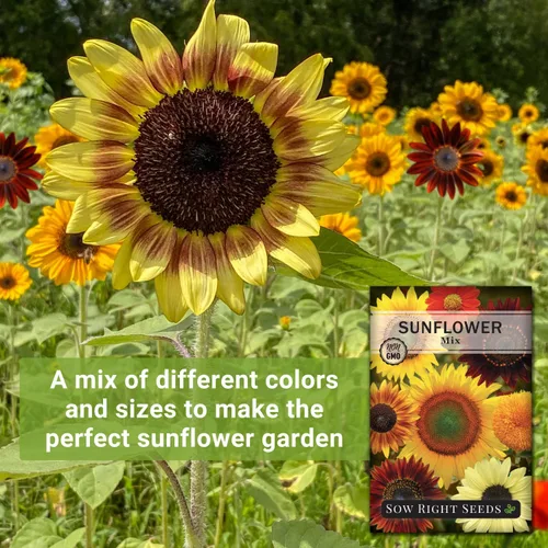 Miniatura 3 de Sow Right Seeds - Semillas de girasol mixtas para plantar - Paquete de reliquia sin OMG con instrucciones (idioma español no garantizado) - Gran