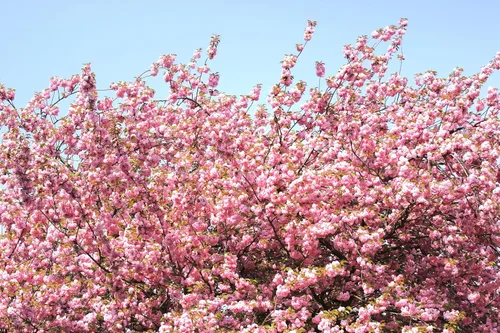 Miniatura 7 de TomorrowSeeds - Semillas de árbol de cerezo japonés - Más de 30 unidades - para plantar 2026 Sakura Pink Floración Asiático Oriental Ornamental