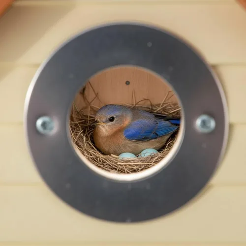 Miniatura 7 de Cedar Alpha Bluebird Casas para Pájaros para Exteriores en Liquidación – Juego de 3 Cajas Nido con Protector contra Depredadores de Acero Inoxidable