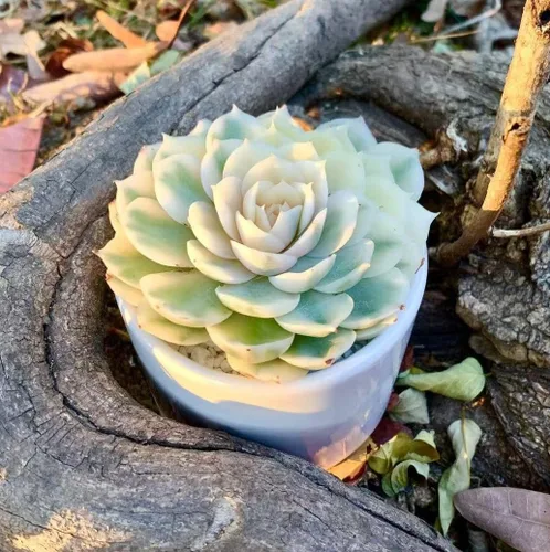 Miniatura 3 de Plantas suculentas vivas, Echeveria Onslow variegada de 3.2 pulgadas, Plantas de interior mini, Planta viva de raíz desnuda sin tierra, Plantas