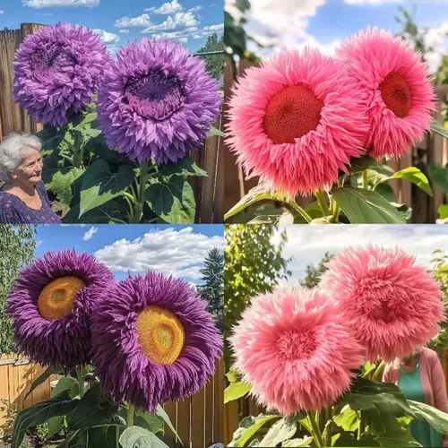 Más de 150 semillas de girasol raras para plantar girasoles de oso de peluche gigantes, semillas de reliquia sin OMG para el hogar, jardín al aire