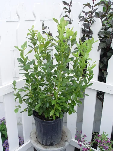 Miniatura 5 de Vaccinium corymbosum 'Bluegold' (HighBush Blueberry) Arbusto comestible, #3 - Contenedor