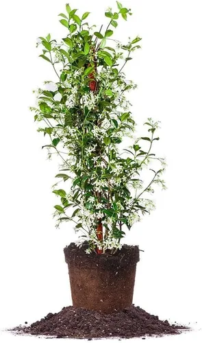 Miniatura 6 de Perfect Plants Planta viva de jazmín confederado, maceta de 1 galón, incluye guía de cuidado