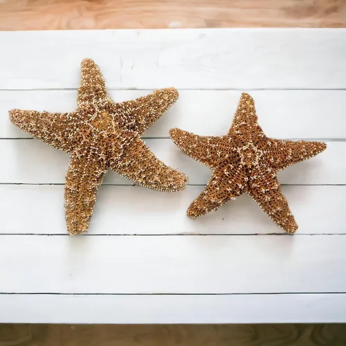Tumbler Home Decoración real de estrella de mar, 2 unidades, estrellas de mar grandes de 4 a 6 pulgadas para manualidades, decoración de casa de