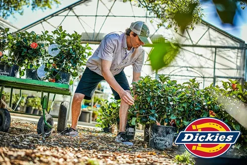 Miniatura 4 de Dickies Mens Dri-tech Moisture Control No Show Socks 6 12 Pairs