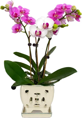 Miniatura 12 de W&W Maceta de orquídeas con agujeros y platillo para trasplantar, azul, 6.5 pulgadas