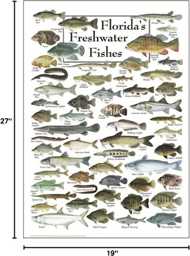 Miniatura 3 de Earth Sky + Water - Peces de agua dulce de la Florida - Póster Blanco