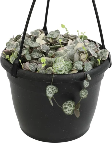 Cesta colgante de cadena de corazones abigarrados, Ceropegia linearis Woodii, cadena de corazones, plantas suculentas vivas, plantas de interior