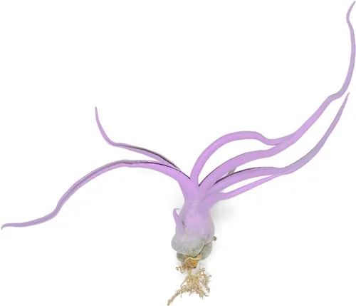 Miniatura 3 de Planta de aire Bulbosa, planta de aire vivo de Guatemala Tillandsia, llegada saludable garantizada, gran planta de interior, decoración del hogar