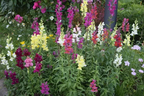 Miniatura 4 de Snapdragon Cenicienta Mix Flores Anuales Gigantes Altas Delphinium