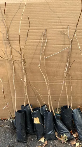 Miniatura 4 de Plántula de Ginkgo Biloba de 2-3 pies de altura sin sexo a raíz desnuda 3-4 años de edad