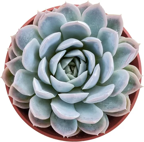 Miniatura 18 de Sprout N Green Echeveria agavoides 'Lipstick', suculenta viva totalmente arraigada en maceta de inicio de 4 pulgadas, planta de casa para interiores