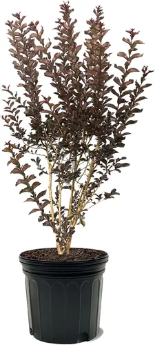 Miniatura 20 de American Plant Exchange Black Diamond Shell Pink Crape Myrtle Tree Live, maceta de 1 galón, 1-1.5 pies de alto, flores rosas vibrantes, tolerantes a