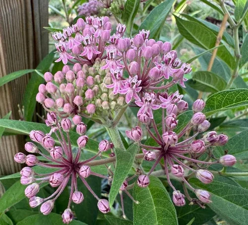 Miniatura 2 de Mariposa de algodoncillo difuso del pantano oriental Asclepias incarnata pulchra Semillas premium para plantar paquete Monarch