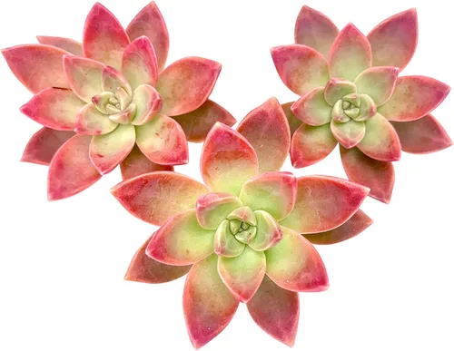 Miniatura 24 de Tallos de Suculentas Vivas (3 Sedum Morganianum Colas de Burro), Plantas Suculentas Vivas, Planta Suculenta SIN Raíces, Plantas de Casa Vivas