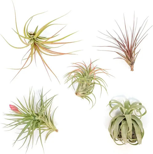 Air Plant Shop Paquete de 5 plantas de aire variadas para coleccionistas, al por mayor y a granel, suculentas, Tillandsia viva, plantas de interior