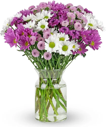 Benchmark Bouquets - Margaritas moradas - Flores frescas para el parto - Flores del Día de la Madre para mamá - Regalos del día de la madre para