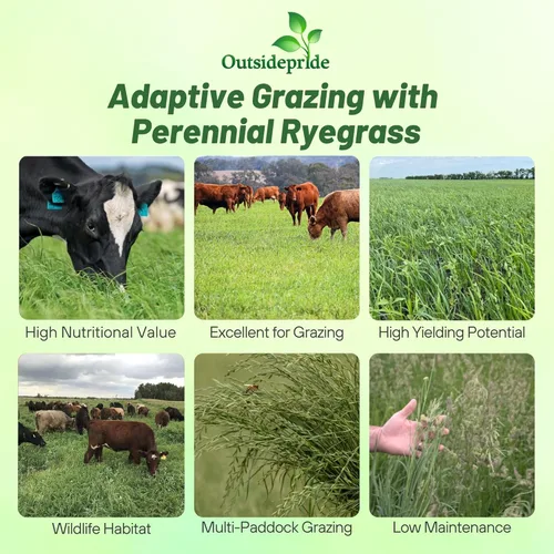Miniatura 2 de Outsidepride Semillas de riegrass perenne, 50 libras, resistentes y de crecimiento rápido, cubren semillas de cultivo para plantar hojas de hierba