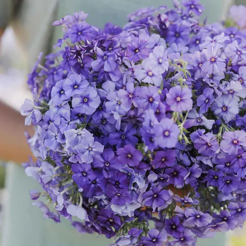 Miniatura 2 de Eden Brothers Semillas anuales Phlox - Beauty Blue