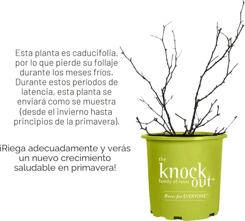 Miniatura 10 de Knock Out 2 Gal. Arbusto rosa doble rosa