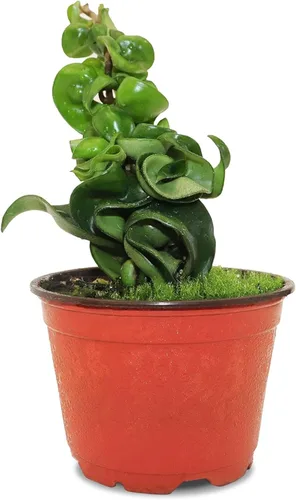 California Tropicals Cuerda hindú viva Hoya Carnosa – Idea única de regalo de planta de interior para decoración del hogar, maceta en una maceta de