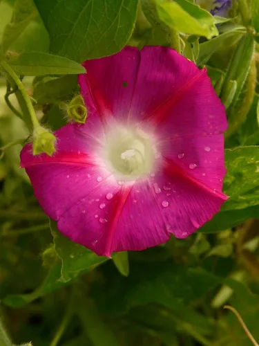 Miniatura 5 de Semillas Ruby Morning Glory Flores anuales para plantar