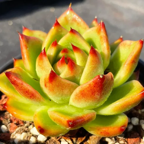 Echeveria Agavoides - Plantas suculentas vivas raras de dragón azul, 1 maceta de cabeza de 2.5 pulgadas, planta viva naranja, excluye maceta y